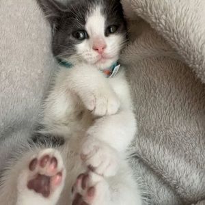 Meet your Posher, Ileigha